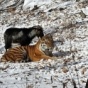 Козла, оккупировавшего дом амурского тигра, отселять не намерены (фото)