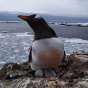 В Антарктиде возле украинской станции появились пингвинята