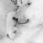 Как выглядит новорожденный белый медвежонок (ФОТО)