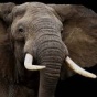 Действительно ли слоны ничего не забывают? (ФОТО)