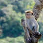 В Нью-Дели полиция задержала мошенников, приучивших обезьян к воровству