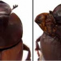 Зачем жуку-калоеду вырастили на голове крылья (ФОТО)