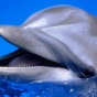 Дельфины: самые уникальные животные на Земле (ФОТО)