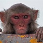 В США создали генно-модифицированных обезьян