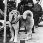 Редкие фотографии Хатико, самой верной собаки в мире (ФОТО)