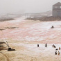 В Антарктиде снег стал розовым