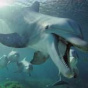 Ученые связали смертельную болезнь дельфинов с глобальным потеплением