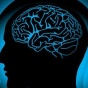 Ученые раскрыли тайну появления мозга у человека
