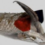 Каракатицы обладают уникальным трехмерным зрением (ФОТО)