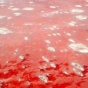 Красное озеро Натрон (ФОТО)