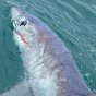 Британский сантехник поймал на удочку акулу рекордного размера