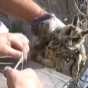 Волгоградские спасатели распутали совенка
