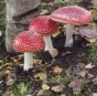 В Букингемском дворце в Лондоне выросли галлюциногенные грибы