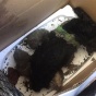 Попавший в приют мертвый кот оказался игрушечной собакой