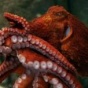 Щупальца осьминога сами решают, как двигаться (ФОТО)