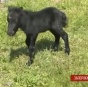 На территории бердянского храма родился крохотный пони