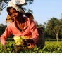 Работники чайной плантации в Индии сожгли своего босса