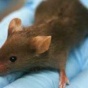 Американские ученые научились лечить мышей от рака