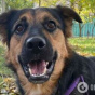 У Києві п’яний чоловік кинув об асфальт собаку сусідки: злочин зафіксувала камера