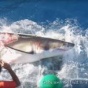 Чудесное спасение дайвера от челюстей белой акулы (ФОТО)