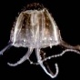 Прекрасна и ядовита: Медуза ируканджи (ФОТО)