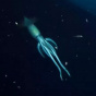 Ученые-биологи на дне Красного моря заметили загадочное существо крупнее человека