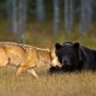 Удивительная история дружбы медведя и волчицы (ФОТО)