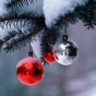 Пьяная жительница Омска украла елку с новогодней площадки