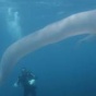 Дайверы встретили загадочного подводного обитателя (ФОТО)