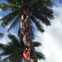 На Таити определили чемпиона мира по лазанью на кокосовые пальмы