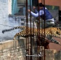 Леопард атаковал жителей индийского города (ФОТО)