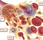 Анализ эритроцитов поможет выявить многие болезни