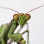 Феромоны насекомых «объяснят» место в социальной иерархии