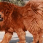 Самая дорогая собака в мире (ФОТО)