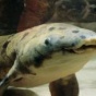 Грустная история: В США, в возрасте более 90 лет, умерла старейшая рыба-рогозуб (ФОТО)