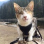 Удивительная слепая кошка, которая любит походы (ФОТО)
