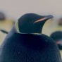 Редчайшие кадры императорского пингвина черного окраса (ФОТО)