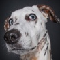 Удивительные собачьи "портреты" (ФОТО)