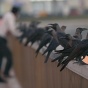 Жители Минска пожаловались на агрессивных ворон