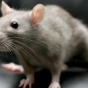 Кулинарная экзотика: крысы как деликатес (ФОТО)