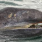 Серый кит, единственный из всех китов, который питается беспозвоночными (ФОТО)