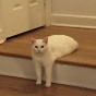 Белый кот стал объектом для фотожаб