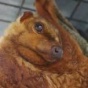 Шерстокрыл — самое виртуозное из всех планирующих животных (ФОТО)