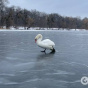 На Київщині поліцейські врятували пораненого лебедя, який опинився у крижаній пастці