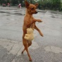 В Китае собака научилась ходить как человек