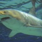 ТОП-10 больших белых акул, которые появились явно не вовремя (ФОТО)