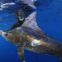 В Австралии агрессивная акула покалечила бывшего военного водолаза