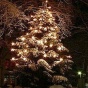 В Лондоне Рождественскую елку зажгли поцелуями