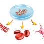 Стволовые клетки направят на аутизм