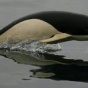Кит или дельфин?: Китовидный дельфин (ФОТО)